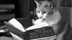 Cat Reading